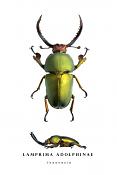 lamprima adolphinae
